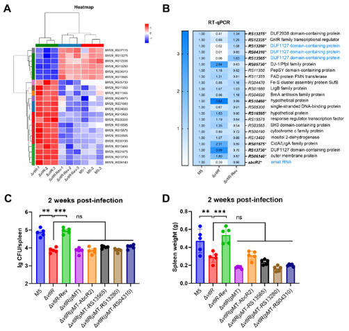 发掘关键因子助力布病新型疫苗研发
